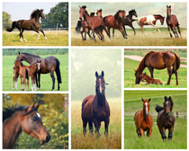 Horse properties by Lexi Clark, Top Realtor in Queen Creek Horse Properties